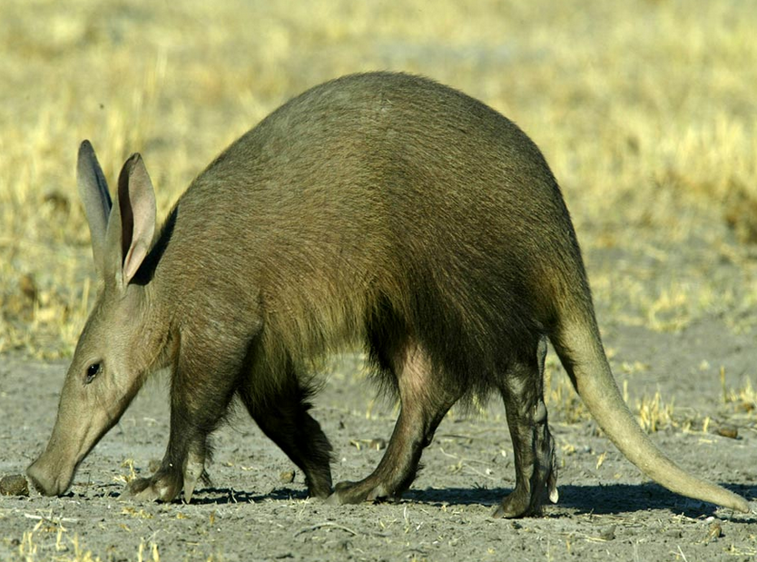 aardvark