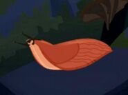 Red slug (Arion rufus)