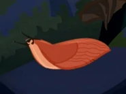 Red Slug (Arion rufus)
