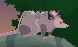 Norway Lemming, Wild Kratts Wiki