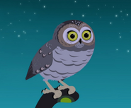 Elf Owl (Micrathene whitneyi)