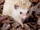 Four-toed Hedgehog