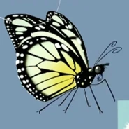 Pioneer (Belenois aurota)