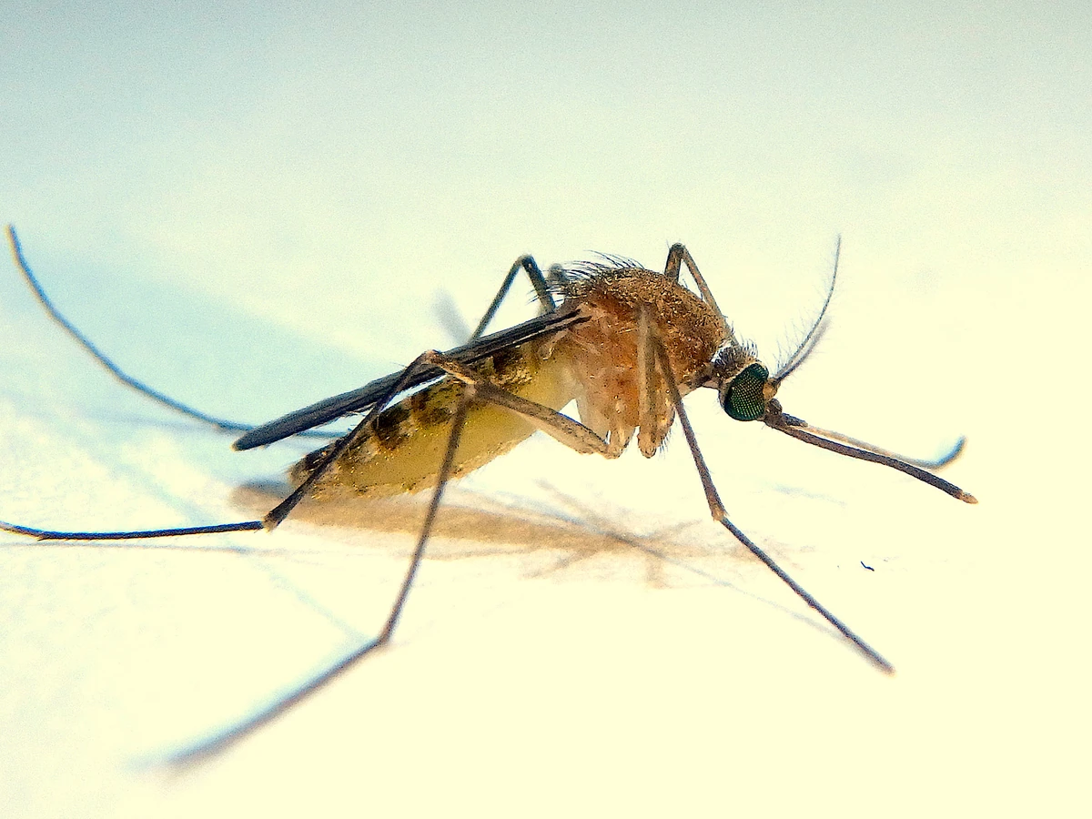 Southern House Mosquito Wild Kratts Wiki Fandom