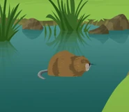 Muskrat (Ondatra zibethicus)