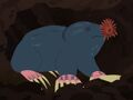 StarNosedMole.jpg (143 KB) StarNosedMole