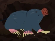 Star-nosed mole (Condylura cristata)