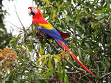 Scarlet Macaw