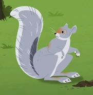 Eastern Grey Squirrel (Sciurus carolinensis)