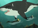 Stuck on Sharks