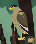 Crested serpent eagle (Spilornis cheela)