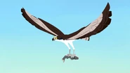 TFBE osprey.jpg (145 KB)