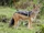 Black-backed Jackal