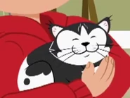 Kinkalow (Felis catus)