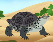 Diamondback Terrapin (Malaclemys terrapin)