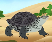 Diamondback terrapin (Malaclemys terrapin)