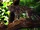 Margay