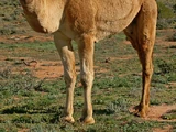 Dromedary