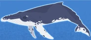 Humpback Whale (Megaptera novaeangliae)