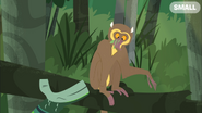 Golden Bamboo Lemur Eating