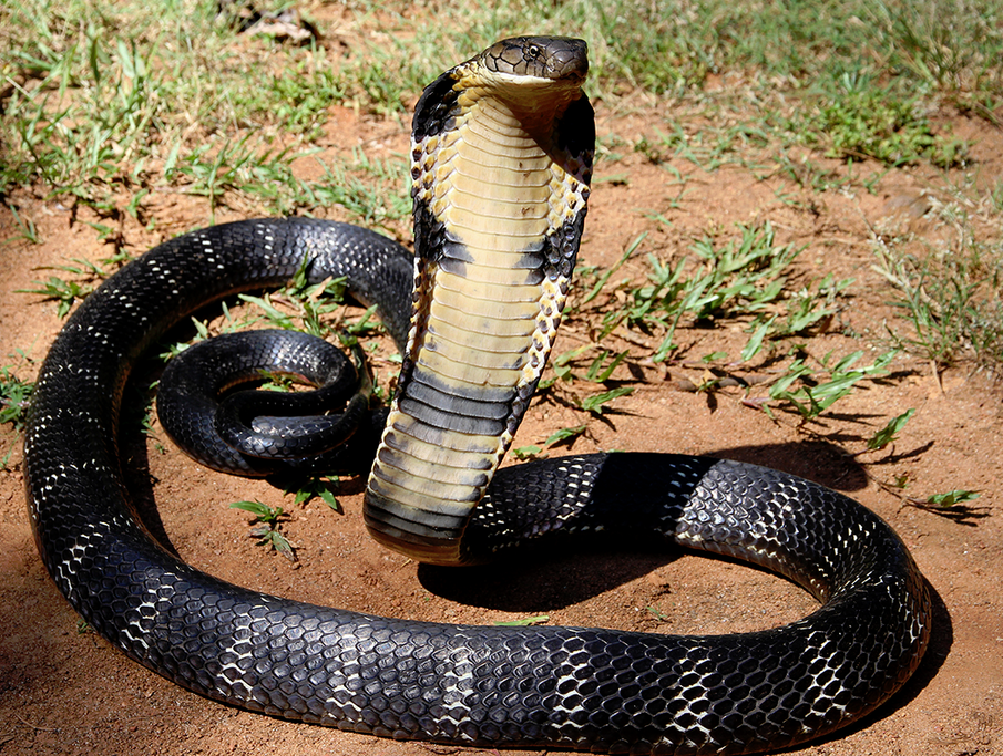 cobra - Google zoeken  King cobra snake, Cobra snake, King cobra