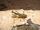 Kratt's Lichen Mantis