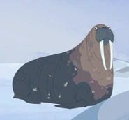 Walrus (Odobenus rosmarus)