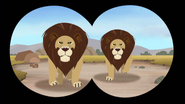 Aviva or Koki is looking at both twin lions that are rivals of He Who Breathes Fire's pride through her binoculars.