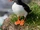 Atlantic Puffin