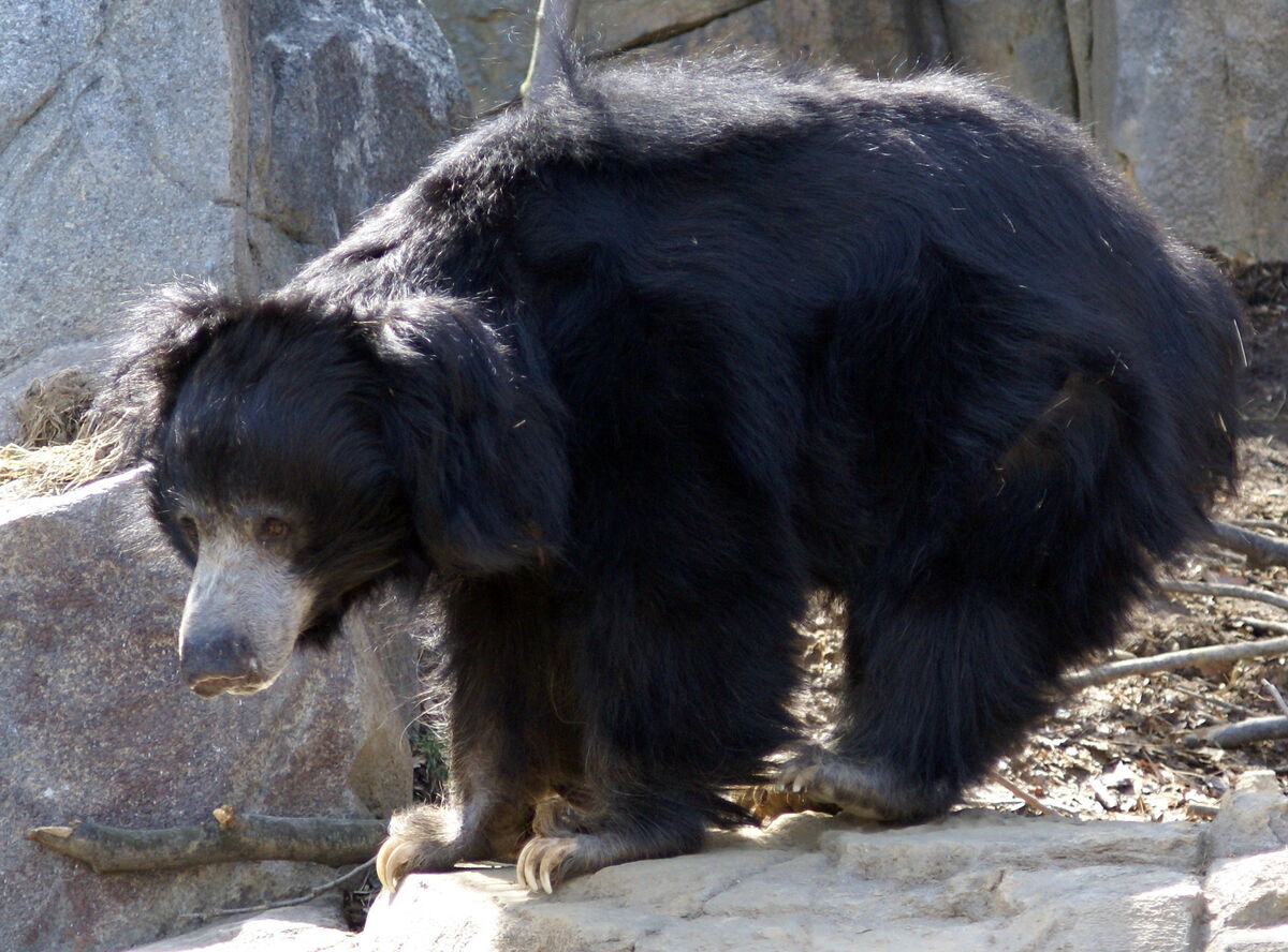 Sloth Bear | Wild Kratts Wiki | Fandom