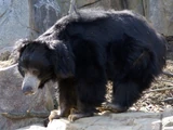Sloth Bear