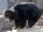 Sloth Bear
