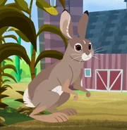 Eastern Cottontail AN.png (695 KB) Eastern Cottontail (Sylvilagus floridanus)