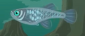 Eastern Mosquitofish.png (179 KB) Eastern Mosquitofish