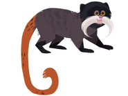 Emperor Tamarin (Saguinus imperator)