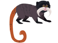 Emperor tamarin (Saguinus imperator)