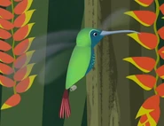 Green-Breasted Mango (Anthracothorax prevostii)