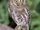 Elf Owl