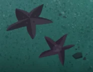 Ochre Sea Star (Pisaster ochraceus)