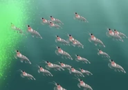 Antarctic Krill (Euphausia superba)