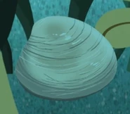 Butter Clam (Saxidomus gigantea)