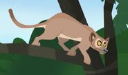 Fossa (Cryptoprocta ferox)