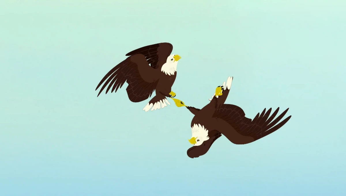 The Fourth Bald Eagle | Wild Kratts Wiki | Fandom