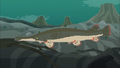 Alligator Gar.png (1.9 MB) Alligator Gar