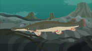 Alligator Gar (Atractosteus spatula)