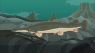 Alligator gar (Atractosteus spatula)