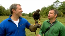 Live action: The Kratt brothers and a Harris's hawk.