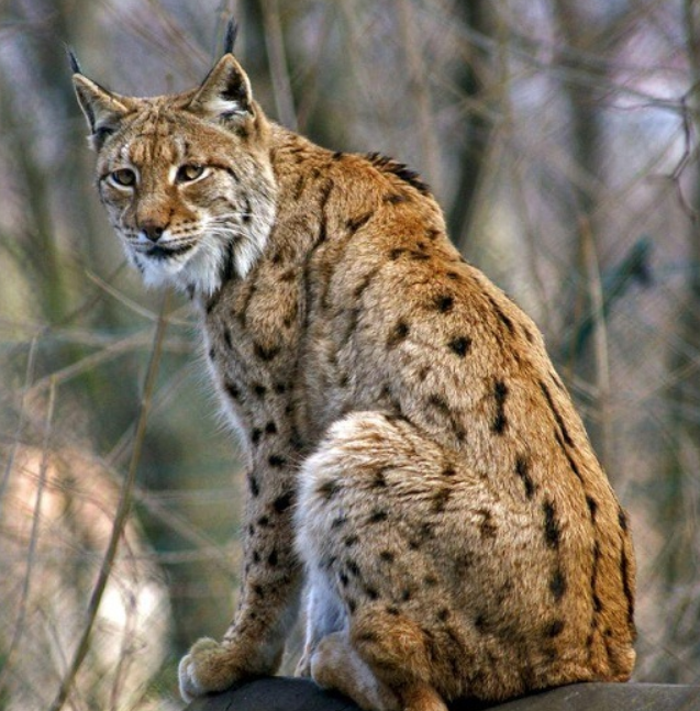 siberian lynx