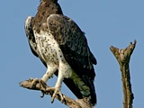 Martial Eagle