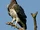 Martial Eagle
